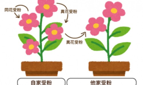 雌火鸡和雄火鸡的区别网 - 雌火鸡和雄火鸡的区别在哪里,公火鸡配母火鸡
